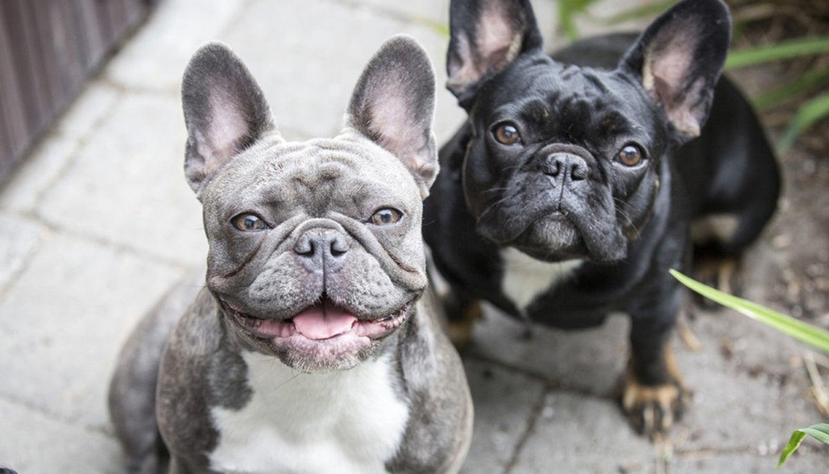 French Bulldog