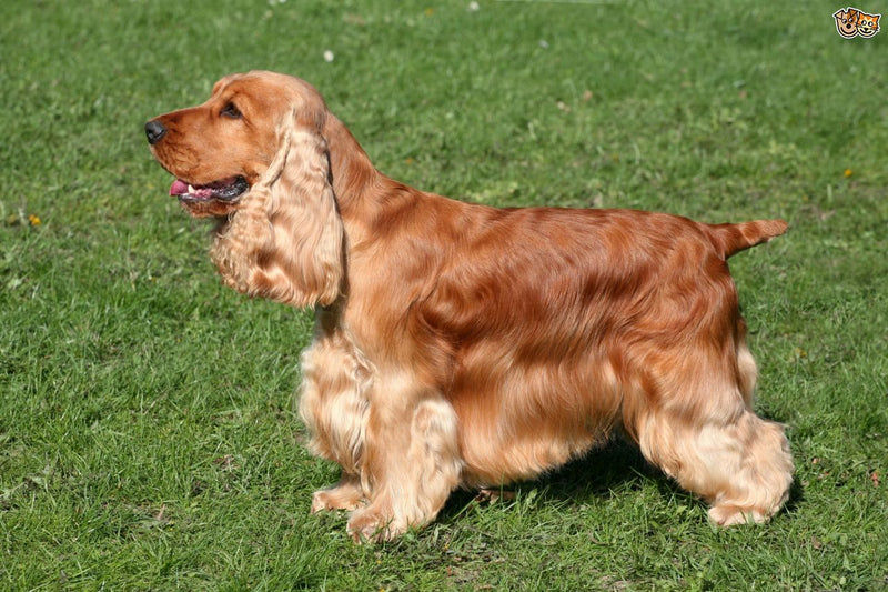 English Cocker Spaniel