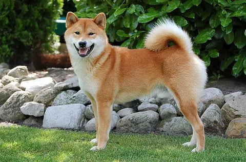 Akita Inu