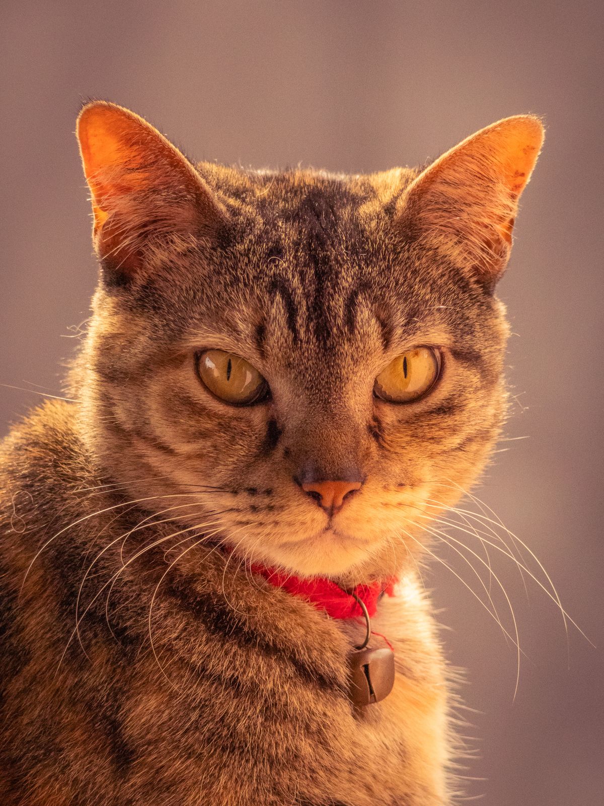 Breakaway Collars: Why Cats Need Them