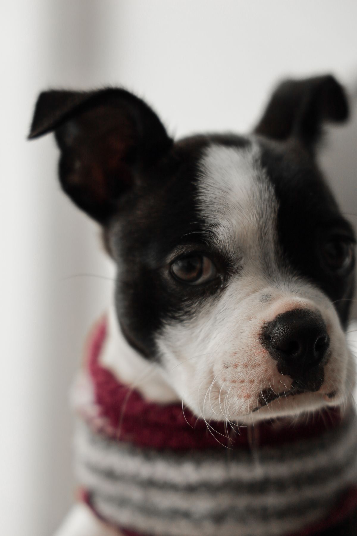 How to Measure Your Pet: Neck, Chest, Back