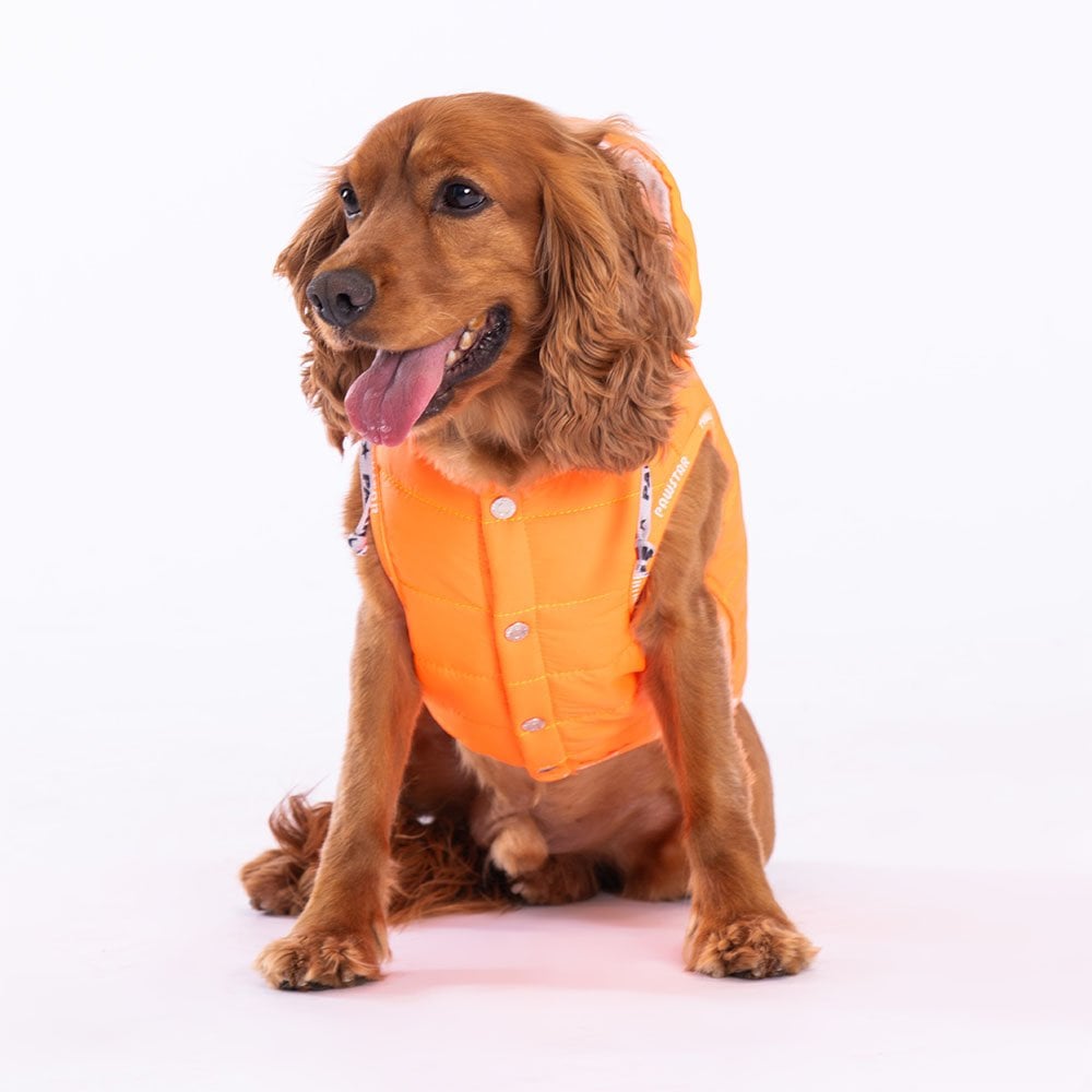 Neon Orange Railway Small & Medium Breed Vest