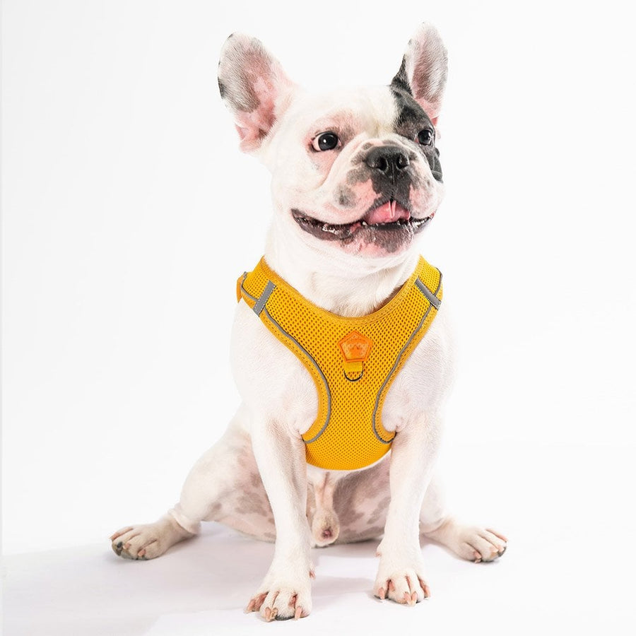 Gold Airmesh Dog Harness