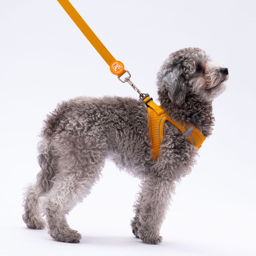 L07 Gold Sevk Leash