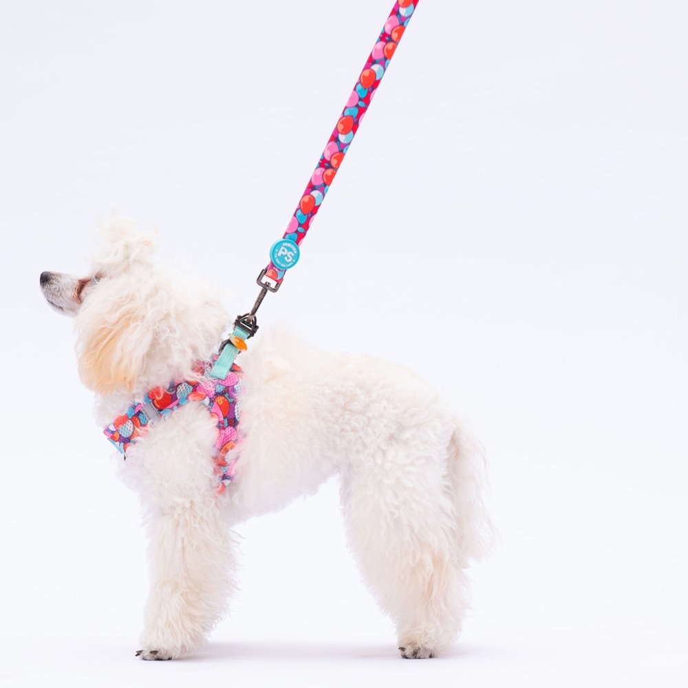 L20 Balloons Sevk Leash