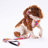 L29 Monsters Sevk Leash