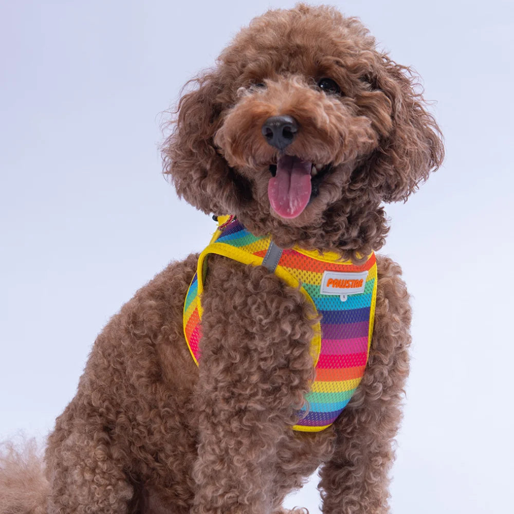 Airmesh Rainbow Harness