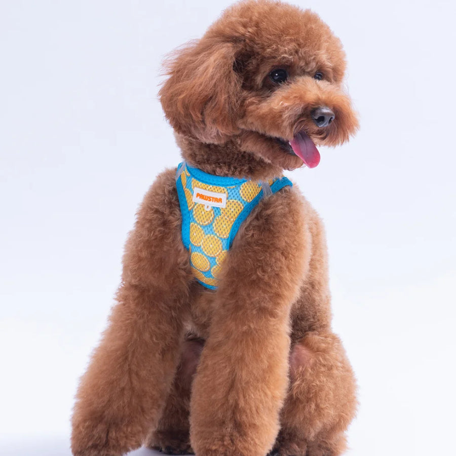 Airmesh Citrus Harness