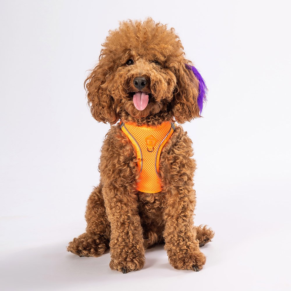 Neon Orange - Neon Orange Airmesh Dog Harness