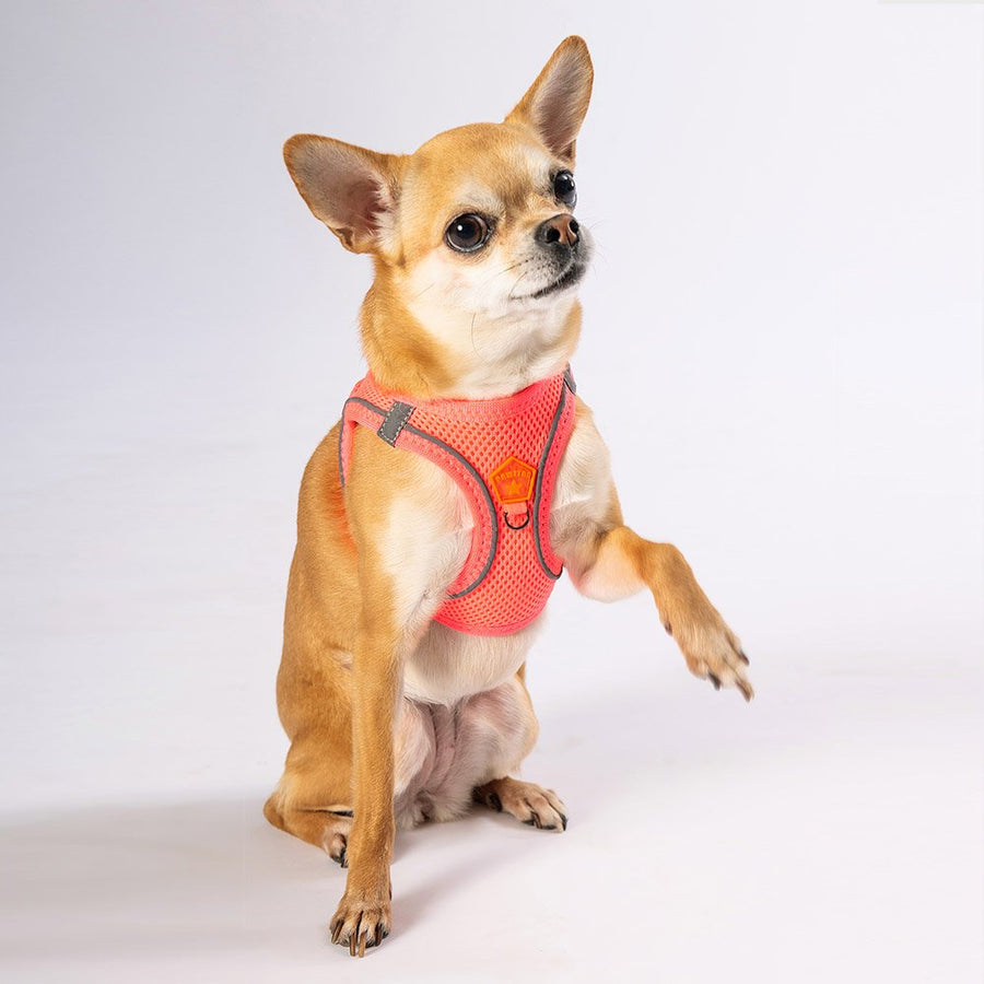 Neon Pink - Neon Pink Airmesh Dog Harness