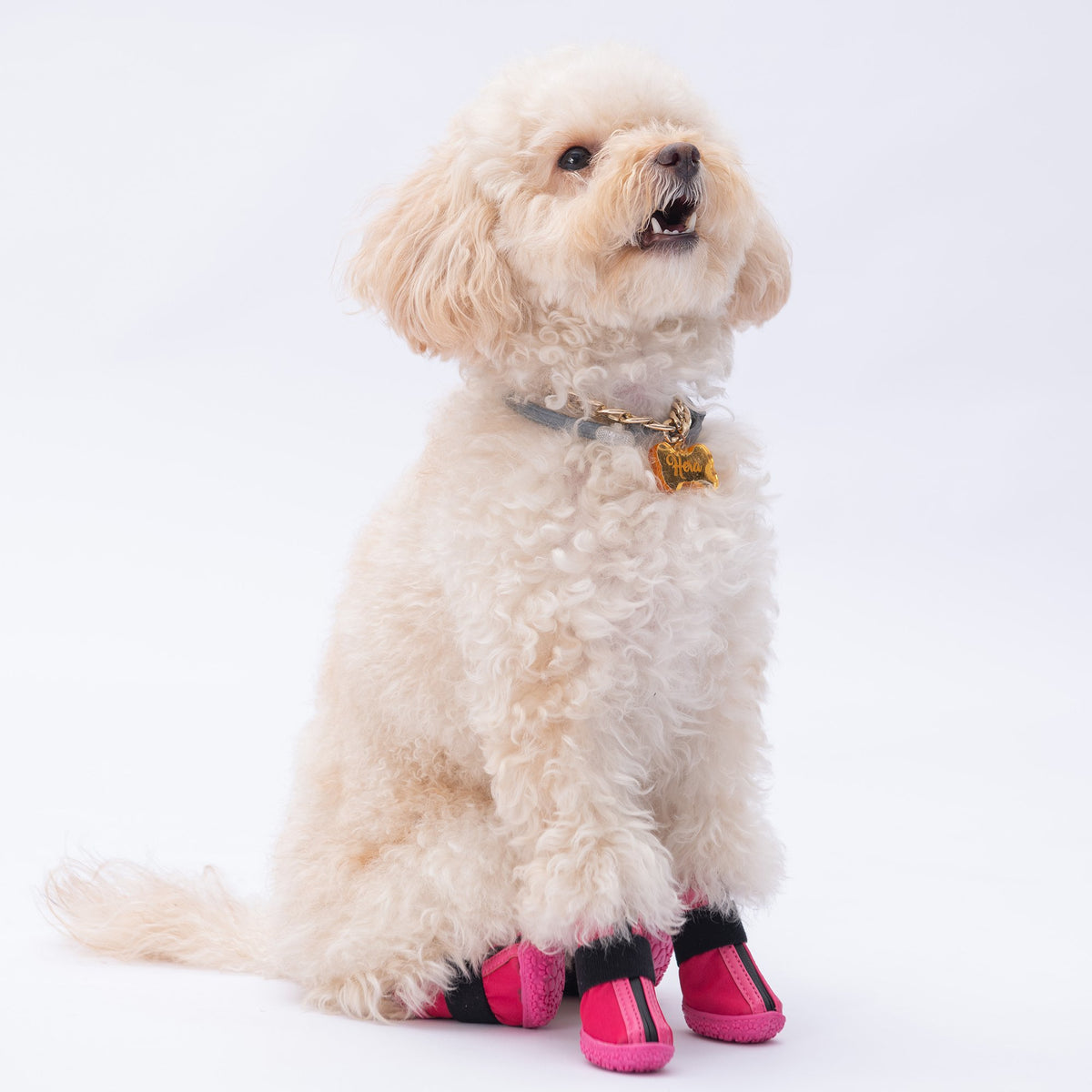 Fuchsia Dog Shoes