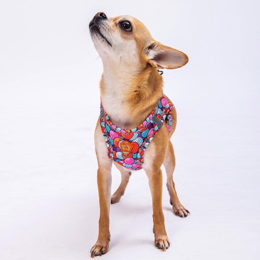 Airmesh Balloons Harness