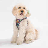 Airmesh Dino Harness