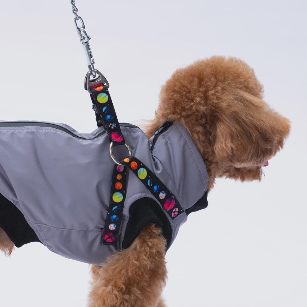 Nuuk Model Gray Dog Vest: Warm, Lightweight Winter Outfit