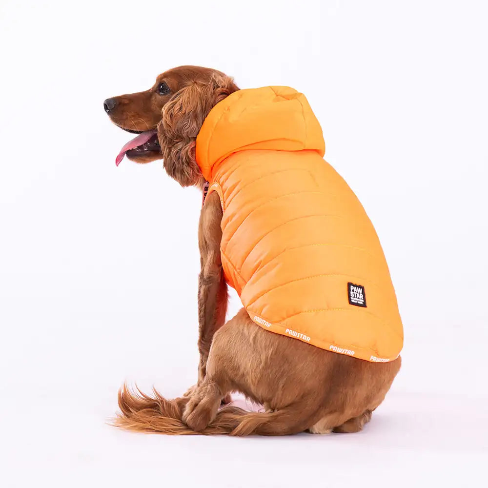 Neon Orange Railway Dog Vest for Small and Medium Breeds, High Visibility Stylish Lightweight Pet Vest for Daily Walks