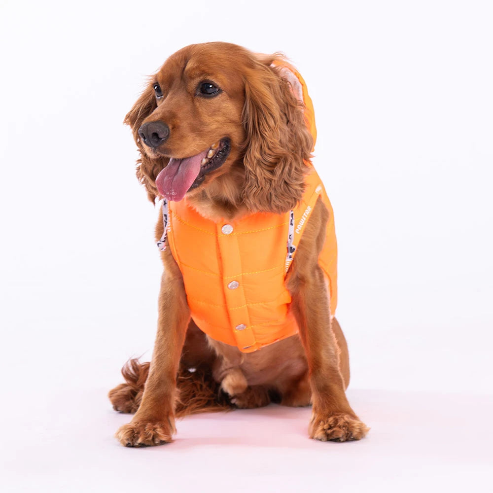 Neon Orange Railway Dog Vest for Small and Medium Breeds, High Visibility Stylish Lightweight Pet Vest for Daily Walks