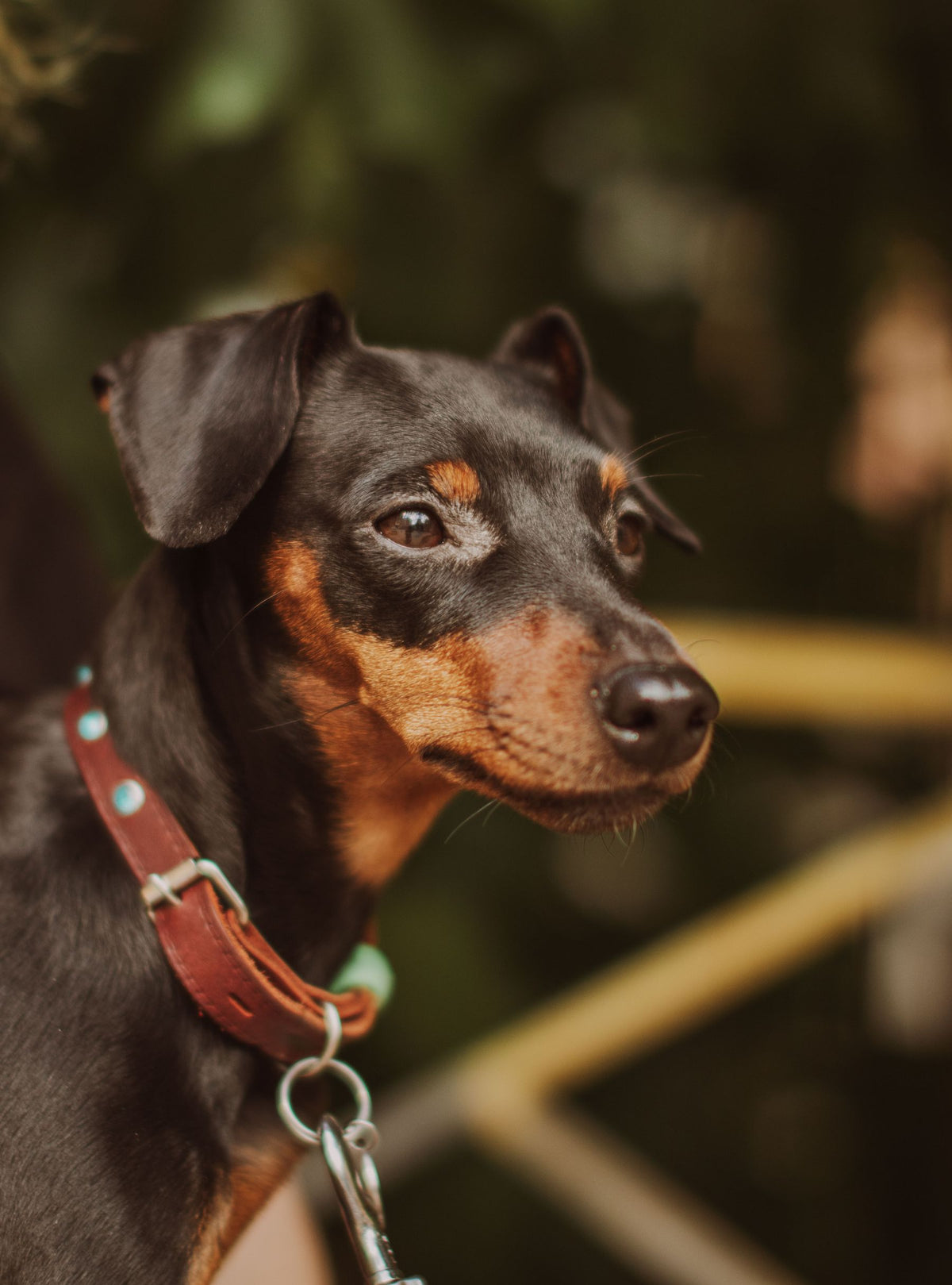 Cognac Leather Collar