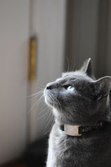 QR Cat Collar