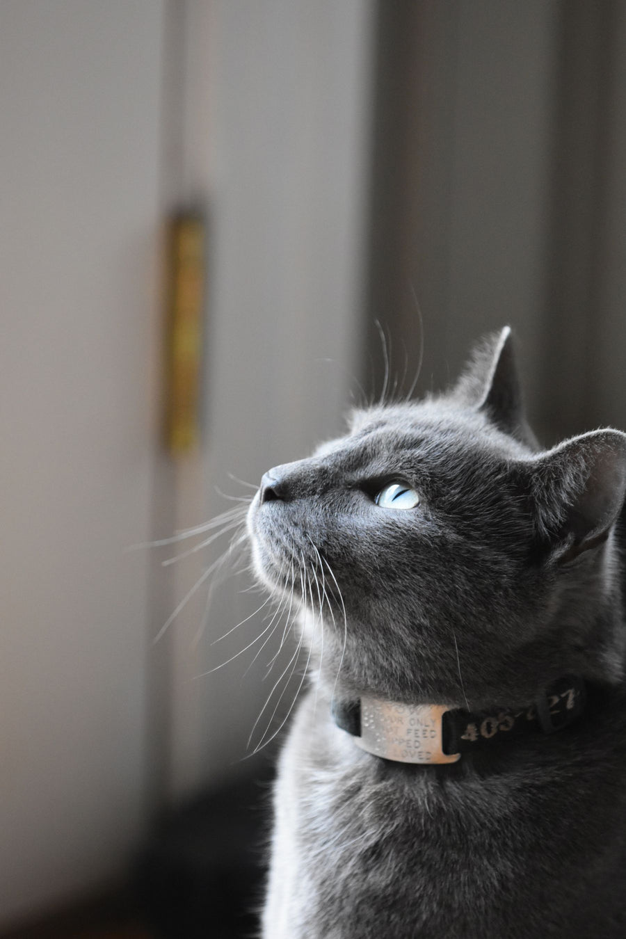 QR Cat Collar