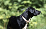 QR Dog Collar